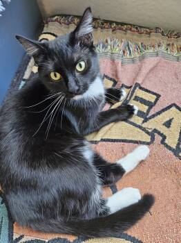 Rescue Domestic Short Hair Cats for Adoption in Scottsdale, Arizona - Sporty Spice | PetCurious