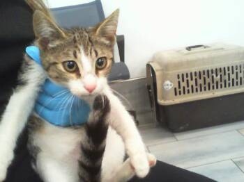 A1267675 -  Domestic Short Hair Cat for Adoption in Charlotte, North Carolina - A1267675 | PetCurious