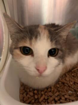 Tiny -  Domestic Short Hair Cat for Adoption in Morgantown, Kentucky - Tiny | PetCurious