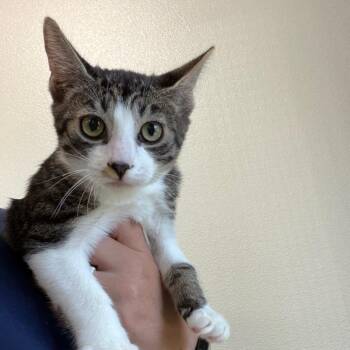 Crayons -  Domestic Short Hair Cat for Adoption in Reno, Nevada - Crayons | PetCurious