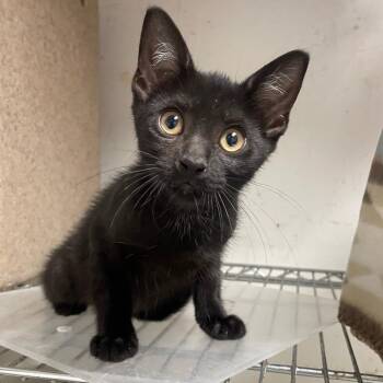 Starling -  Domestic Short Hair Cat for Adoption in Philadelphia, Pennsylvania - Starling | PetCurious