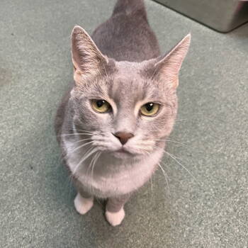Rescue Domestic Short Hair and Tabby Cats for Adoption in Littlestown, Pennsylvania - Breeze (FIV+) | PetCurious