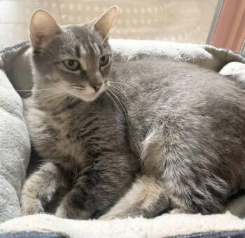 Rescue Domestic Short Hair Cats for Adoption in Massena, New York - Hope | PetCurious