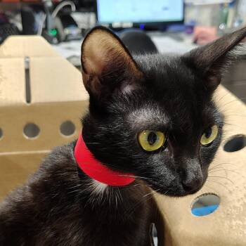 Cher -  Domestic Short Hair Cat for Adoption in Tampa, Florida - Cher | PetCurious