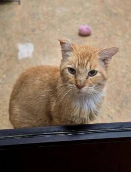 Warren -  Domestic Short Hair Cat for Adoption in Vancouver, Washington - Warren | PetCurious