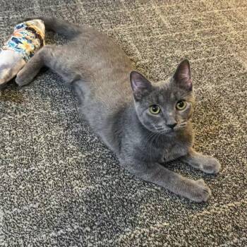 Domestic Short Hair Cats Available for Adoption - Boba Mae | PetCurious