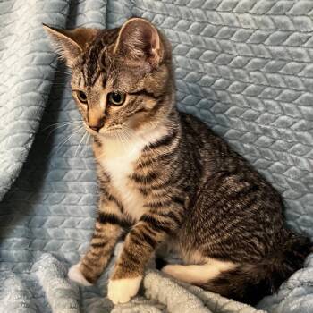 Farrah Woodbridge -  Domestic Short Hair Cat for Adoption in Merrifield, Virginia - Farrah Woodbridge | PetCurious