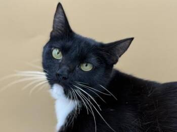Abba -  Domestic Short Hair Cat for Adoption in Portland, Oregon - Abba | PetCurious