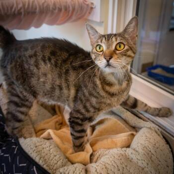 Tabby Cats Available for Adoption in Greenville, Delaware - Ferdinand (FCID# 01/12/26-525 Trainer) C, SN Food | PetCurious