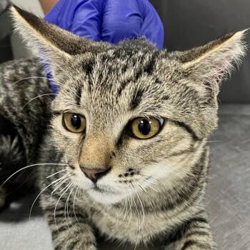 111454 -  Domestic Short Hair Cat for Adoption in Las Cruces, New Mexico - 111454 | PetCurious