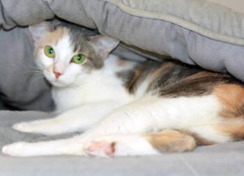 PRINCESS PEANUT -  Calico Cat for Adoption in San Clemente, California - PRINCESS PEANUT | PetCurious