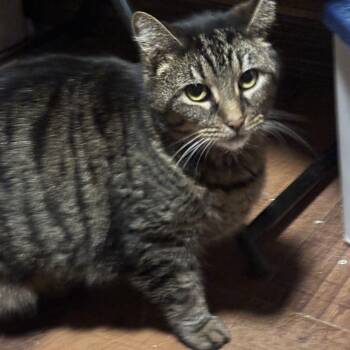 Dutches -  Domestic Short Hair Cat for Adoption in Ben Avon, Pennsylvania - Dutches | PetCurious