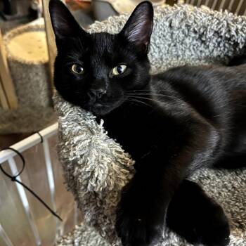 Tyler -  Domestic Short Hair Cat for Adoption in Fort Worth, Texas - Tyler | PetCurious