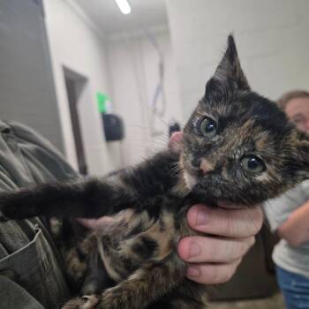 Ordinary -  Domestic Short Hair Cat for Adoption in Clanton, Alabama - Ordinary | PetCurious