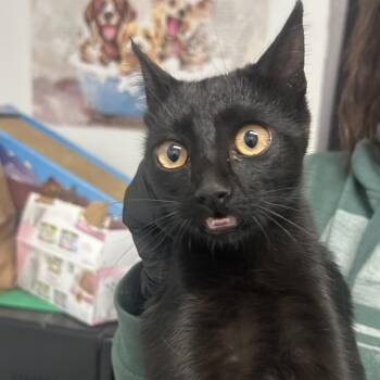 Zelda -  American Shorthair Cat for Adoption in Taos, New Mexico - Zelda | PetCurious
