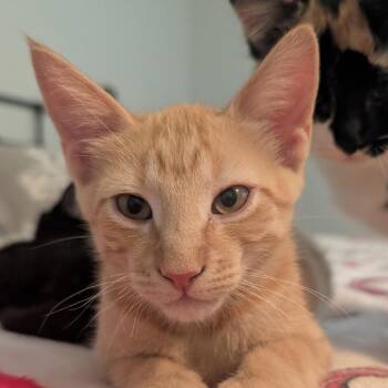 Bowie -  Domestic Short Hair Cat for Adoption in Houston, Texas - Bowie | PetCurious