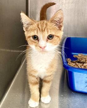 Rocket -  Domestic Short Hair Cat for Adoption in Oakland, California - Rocket | PetCurious