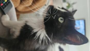 Cobalt -  Domestic Short Hair Cat for Adoption in Fruit Heights, Utah - Cobalt | PetCurious