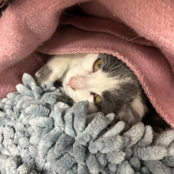 Domestic Short Hair Cats Available for Adoption - Ava | PetCurious