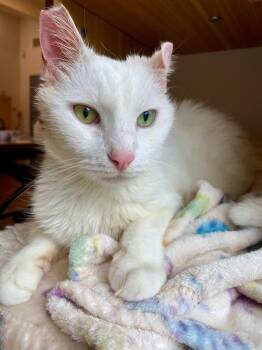 Domestic Medium Hair Cats Available for Adoption - Falkor | PetCurious