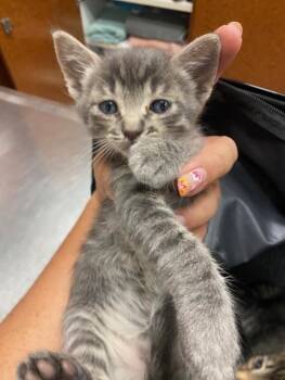 Domestic Short Hair Cats Available for Adoption in Rancho Cucamonga, California - SNOW LEOPARD | PetCurious