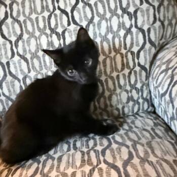 Drax -  Domestic Short Hair Cat for Adoption in Overland Park, Kansas - Drax | PetCurious