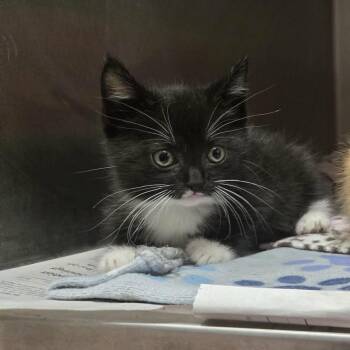 Tracy -  Domestic Short Hair Cat for Adoption in Madison, Wisconsin - Tracy | PetCurious
