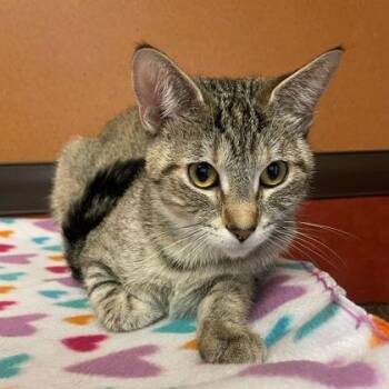 Lovie -  Domestic Short Hair Cat for Adoption in Rochester, Minnesota - Lovie | PetCurious
