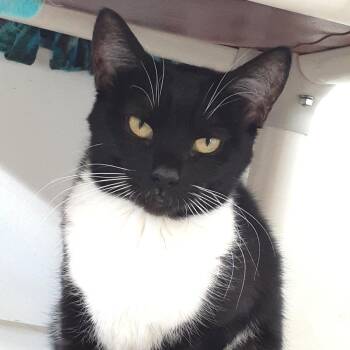 Amy -  Domestic Short Hair Cat for Adoption in Pittsburgh, Pennsylvania - Amy | PetCurious