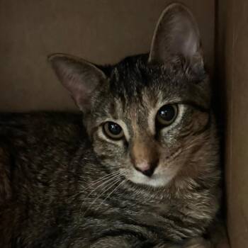 Nala -  Domestic Short Hair Cat for Adoption in Wheeling, Illinois - Nala | PetCurious