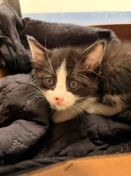 Domestic Short Hair Cats Available for Adoption in Baytown, Texas - ZIVA | PetCurious