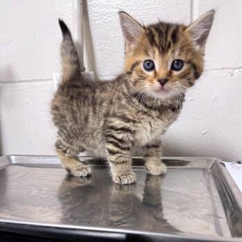 Diesel Dan -  Domestic Short Hair Cat for Adoption in Birmingham, Alabama - Diesel Dan | PetCurious