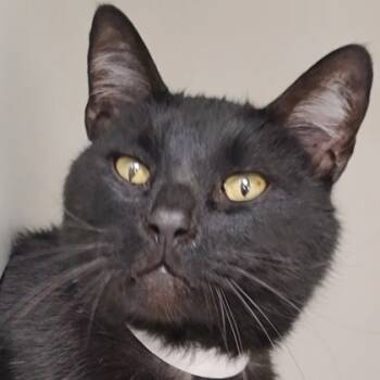 Rescue Domestic Short Hair Cats for Adoption in Verona, Wisconsin - Harry | PetCurious