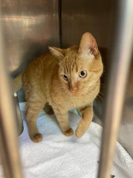 Circus Peanut -  Domestic Short Hair Cat for Adoption in Fall River, Massachusetts - Circus Peanut | PetCurious