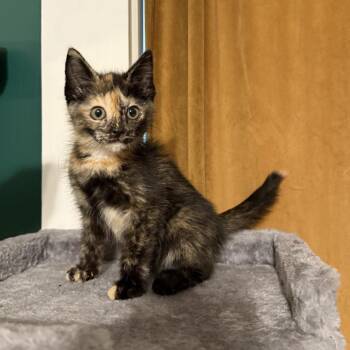Tiki -  Domestic Medium Hair Cat for Adoption in Granville, Ohio - Tiki | PetCurious