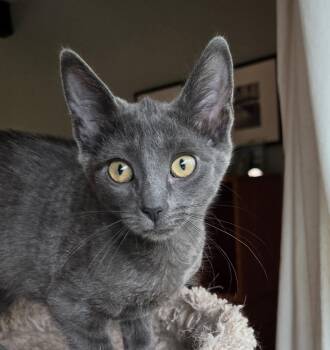 Marianne -  Domestic Short Hair Cat for Adoption in Syracuse, New York - Marianne | PetCurious