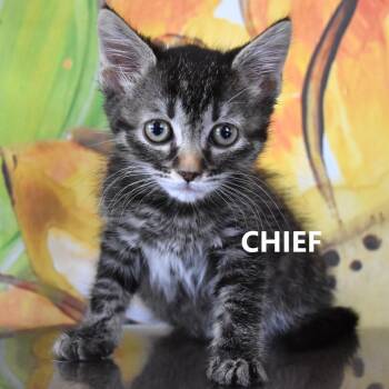 Chief -  Domestic Short Hair Cat for Adoption in Yuma, Arizona - Chief | PetCurious