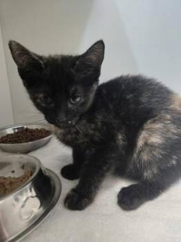 Linguine -  Domestic Short Hair Cat for Adoption in Savannah, Georgia - Linguine | PetCurious