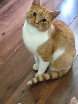Owen -  Domestic Short Hair Cat for Adoption in Anchorage, Alaska - Owen | PetCurious