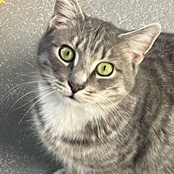 Domestic Short Hair and Tabby Cats Available for Adoption - Grape | PetCurious