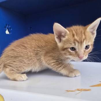 Percival -  Domestic Short Hair Cat Available for Adoption in Las Cruces, New Mexico - Percival | PetCurious