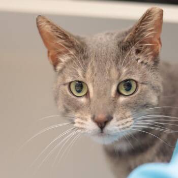 Domestic Short Hair Cats Available for Adoption in Philadelphia, Pennsylvania - Ramona Quimby | PetCurious