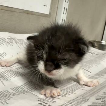 Domestic Short Hair Cats Available for Adoption in Yuma, Arizona - Neil | PetCurious