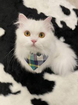 Rescue Persian Cats for Adoption in Prosper, Texas - DaDa | PetCurious