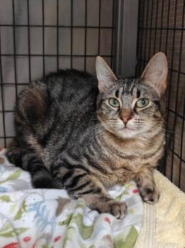 Domestic Short Hair Cats Available for Adoption - Junie | PetCurious