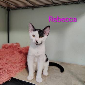 Rebecca -  Domestic Short Hair Cat for Adoption in Spokane, Washington - Rebecca | PetCurious