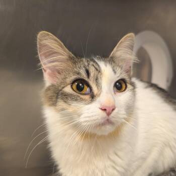 Domestic Long Hair Cats Available for Adoption - Fluffy | PetCurious