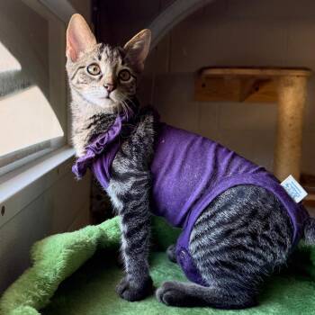 Ruffle -  Domestic Short Hair Cat for Adoption in Gibsonia, Pennsylvania - Ruffle | PetCurious