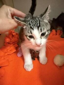 Theo -  Domestic Short Hair Cat for Adoption in Pequot Lakes, Minnesota - Theo | PetCurious