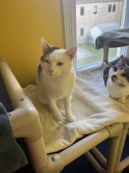 Percy -  Domestic Short Hair Cat for Adoption in Broomall, Pennsylvania - Percy | PetCurious